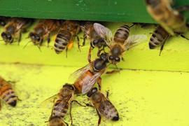  Queen returning form mating flight; photo courtesy Rusty Burlew, https://www.honeybeesuite.com
